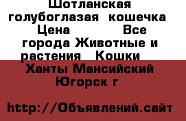 Шотланская голубоглазая  кошечка › Цена ­ 5 000 - Все города Животные и растения » Кошки   . Ханты-Мансийский,Югорск г.